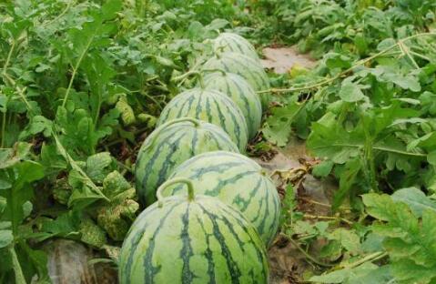 网红小雨吃大瓜图片,揭秘娱乐圈幕后真相